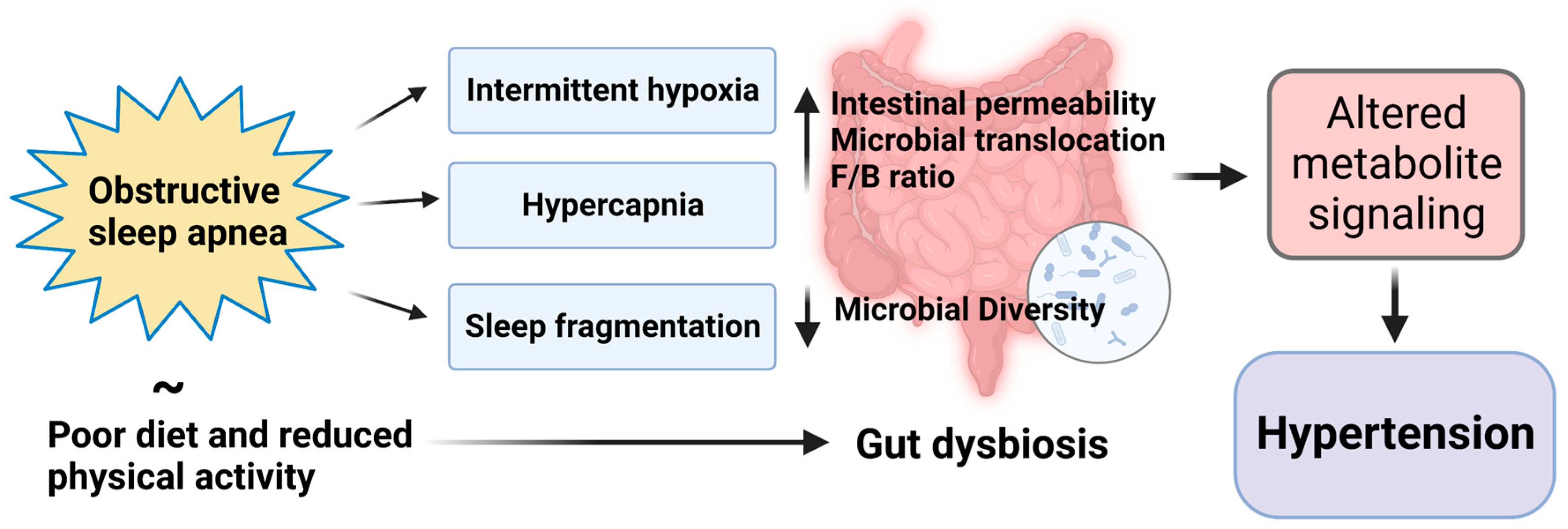 Naima Guidi Sex Vedios - Antioxidants | Free Full-Text | Is the Gut Microbiome Implicated in the  Excess Risk of Hypertension Associated with Obstructive Sleep Apnea? A  Contemporary Review