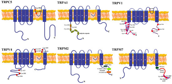 TRP Channels in Tumoral Processes Mediated by Oxidative Stress and ...