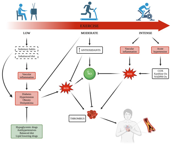 Antioxidants | Free Full-Text | Impact of Physical Exercise on ...