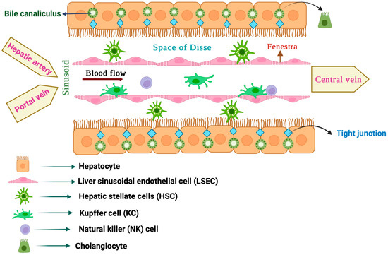 Oxidative Stress in Liver Pathophysiology and Disease