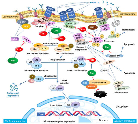 Antioxidants | Free Full-Text | The Anti-Oxidative, Anti-Inflammatory ...