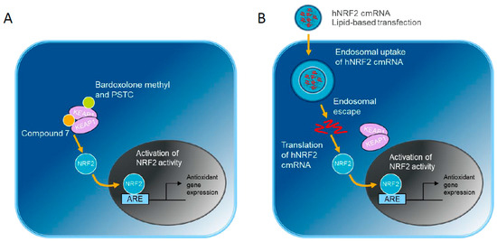 Antioxidants | Free Full-Text | Transcriptional Dynamics of NRF2 ...