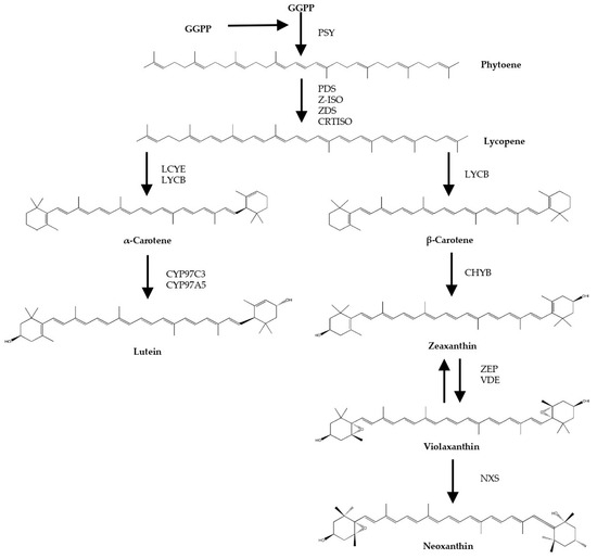 Antioxidants | Free Full-Text | Phytoene and Phytoene-Rich Microalgae ...