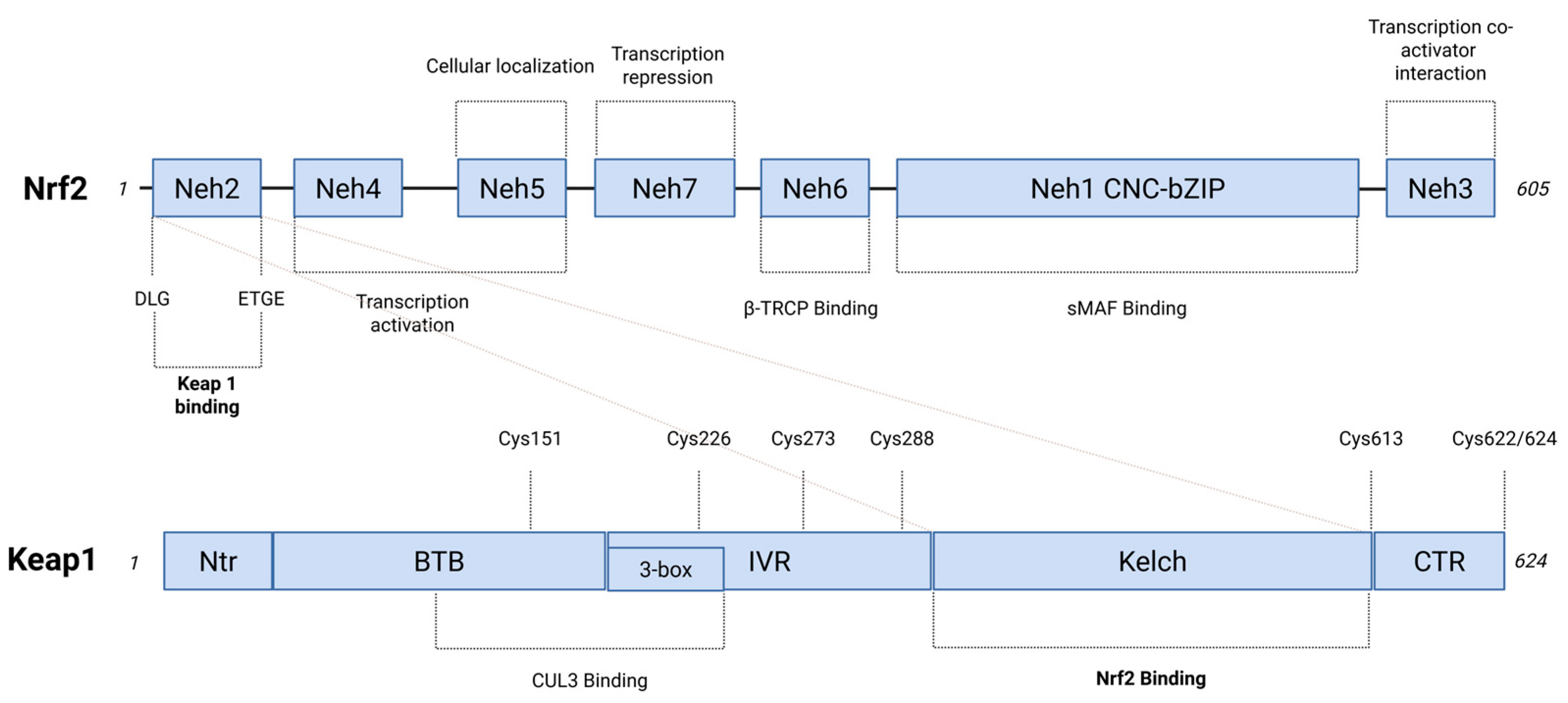 Decoding the NRF2–NOTCH Crosstalk in Lung Cancer—An Update