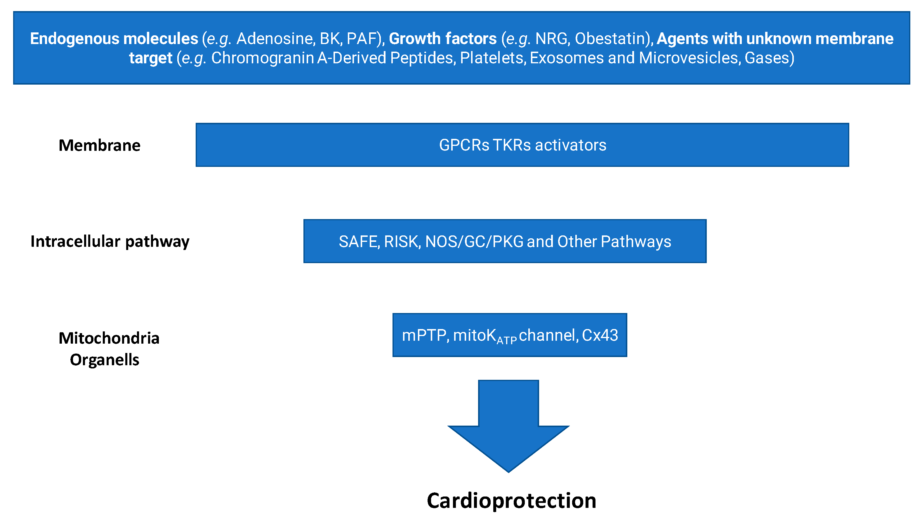 Cardioprotection Reloaded: Reflections on 40 Years of Research