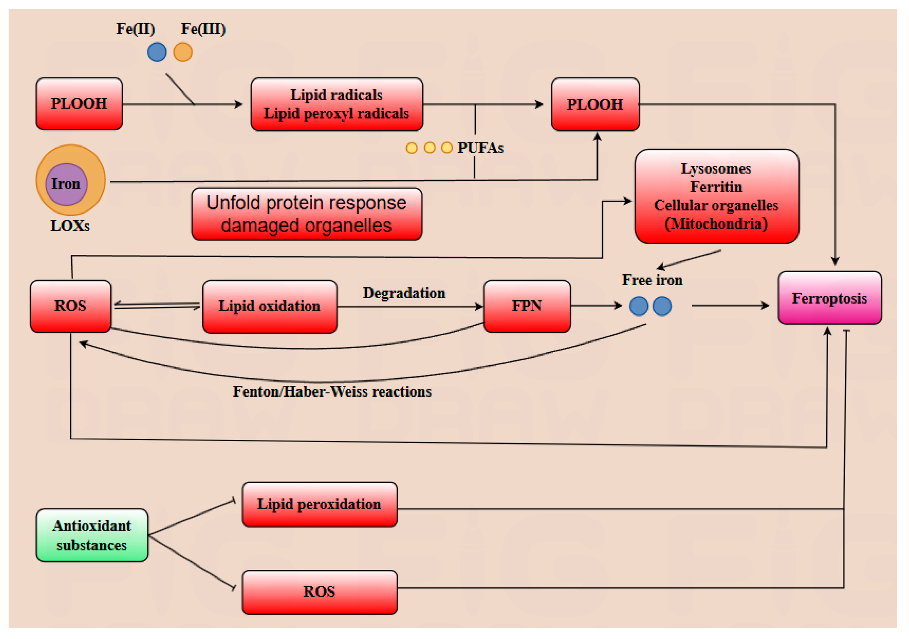 A.T Gut Microbiota and Its Metabolites Modulate Pregnancy