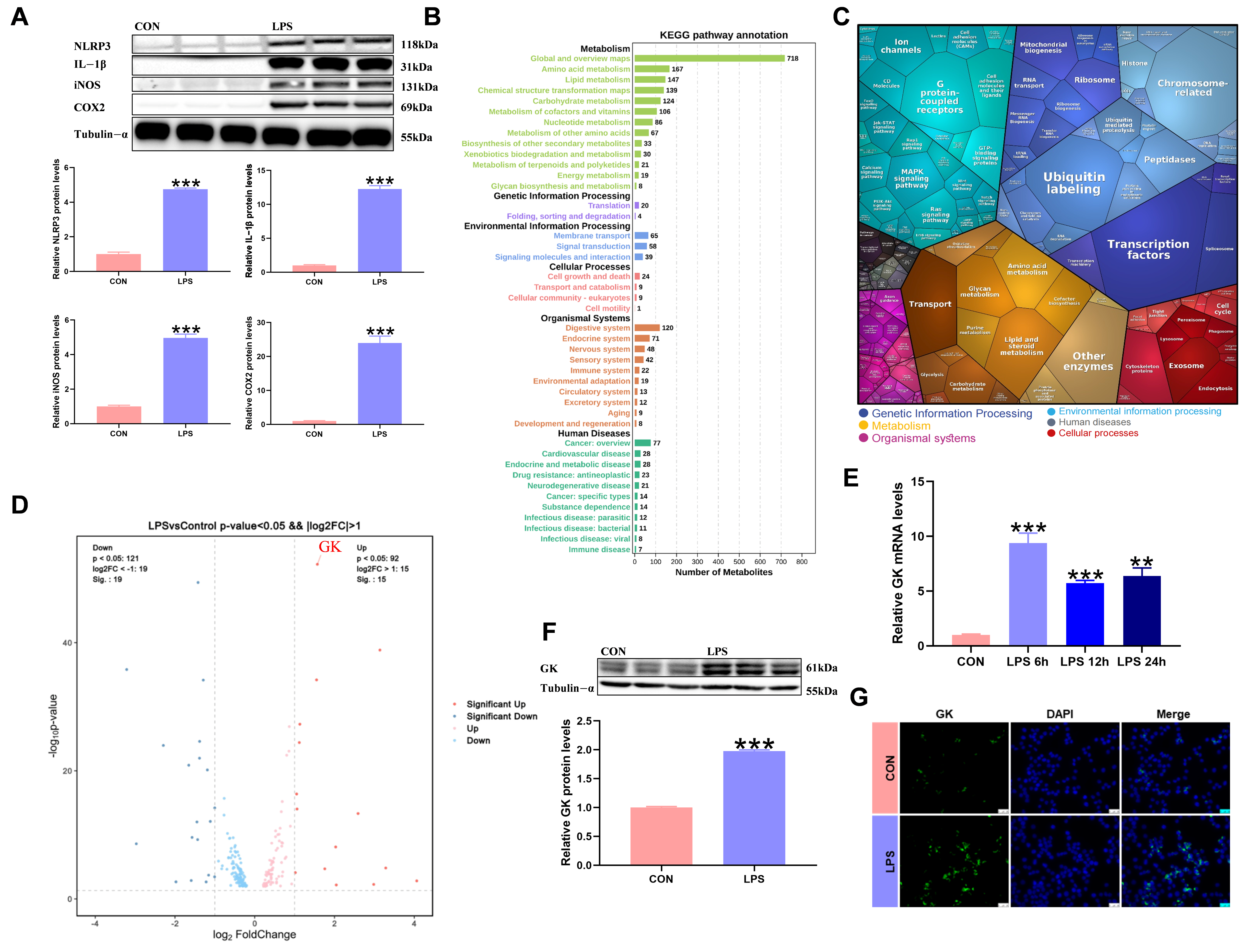 sh A Novel Function of Glycerol Kinase Alleviates LPS-Induced