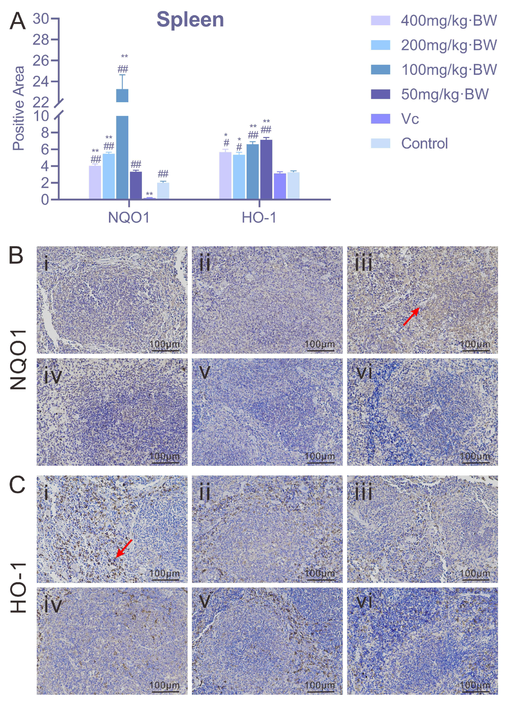 In Vivo and In Vitro Antioxidant Effects of Arthrospira platensis ...