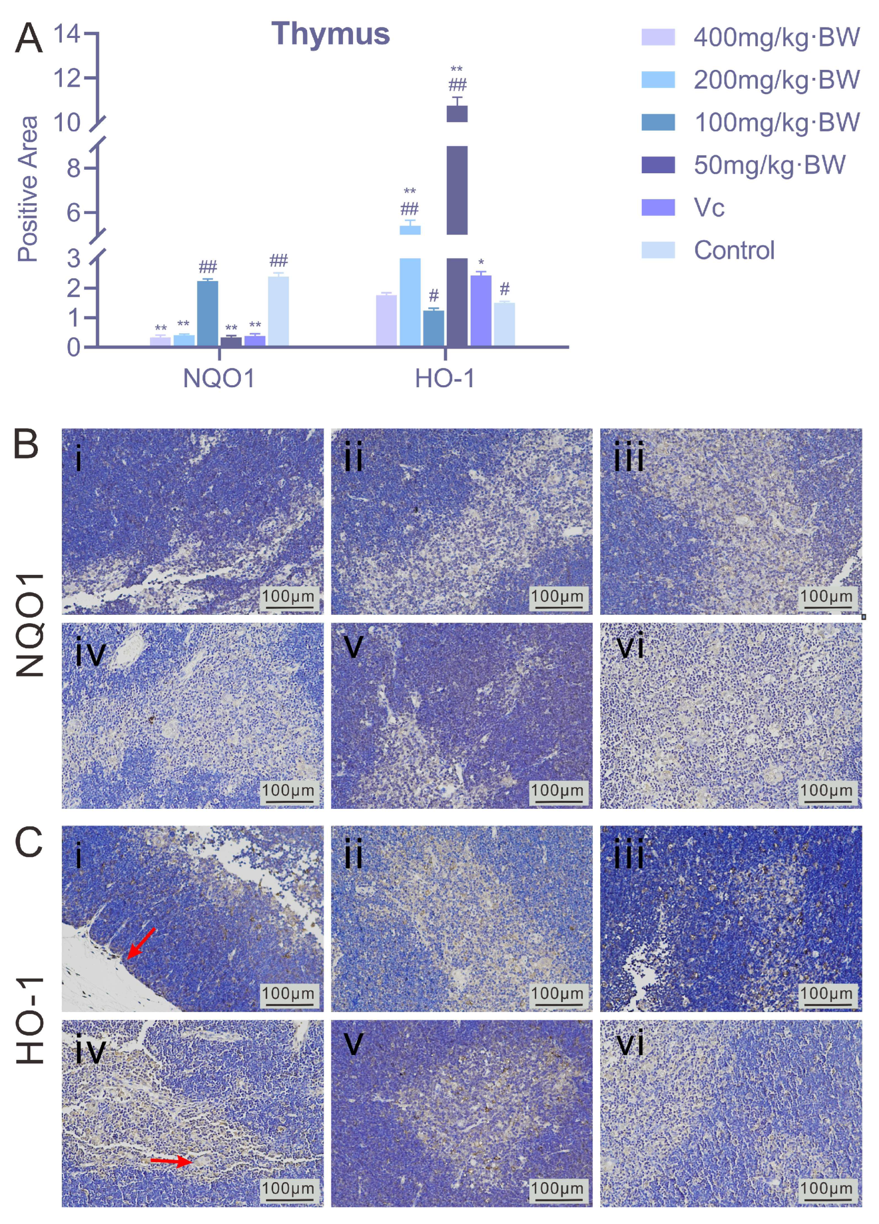 In Vivo and In Vitro Antioxidant Effects of Arthrospira platensis ...