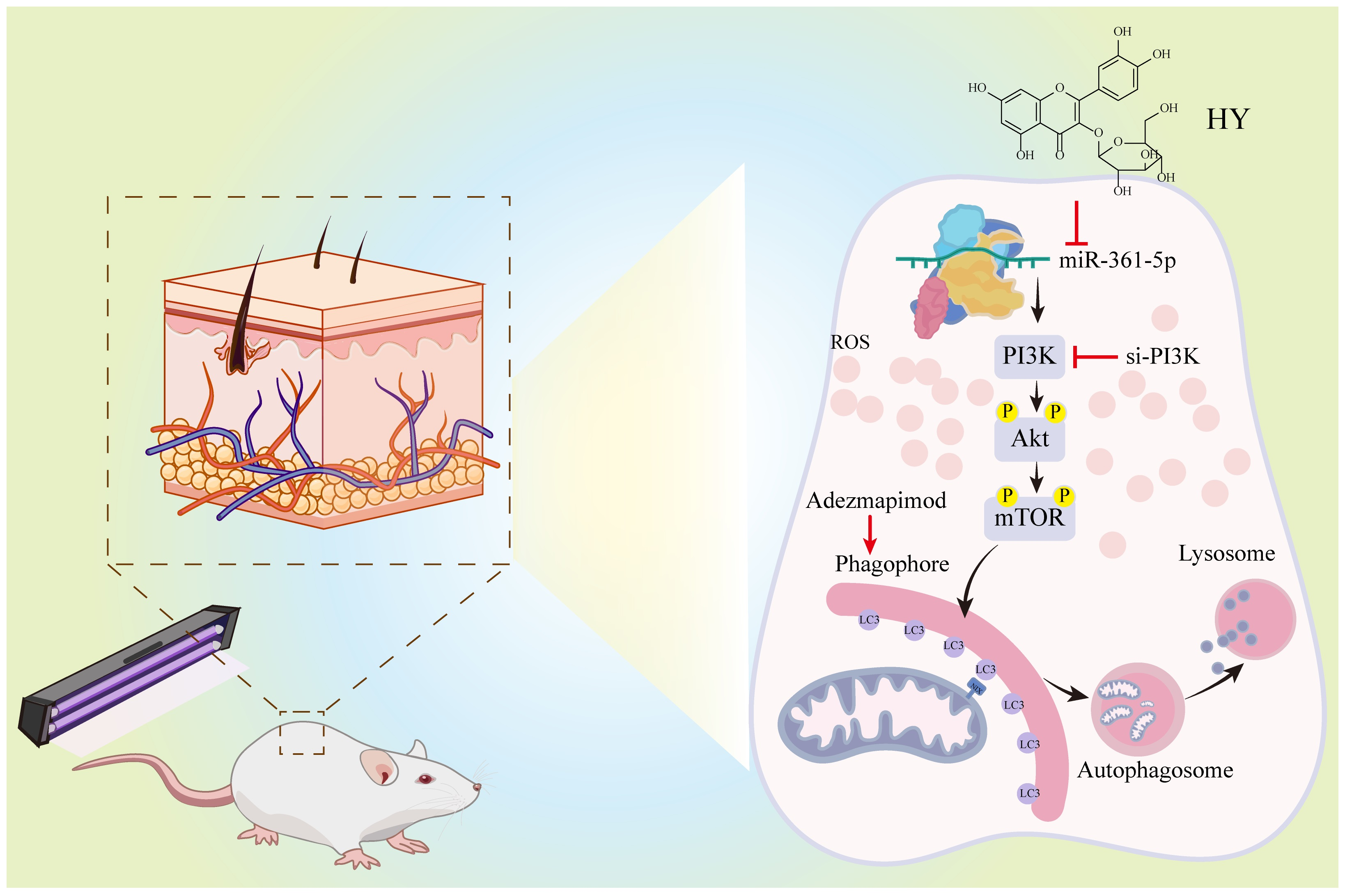 Hyperoside Promotes Mitochondrial Autophagy Through the miR-361-5p