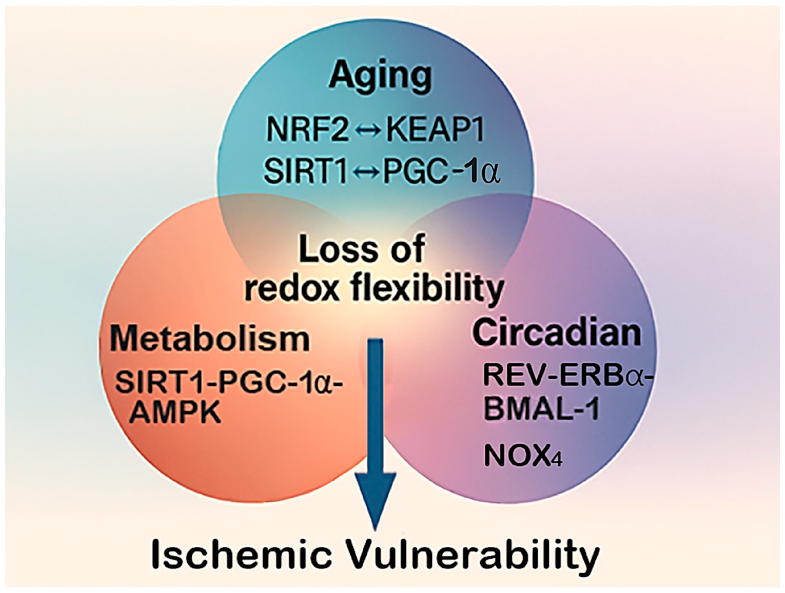 Dynamic Oxidative States: Interplay of Aging, Metabolic Stress, and ...