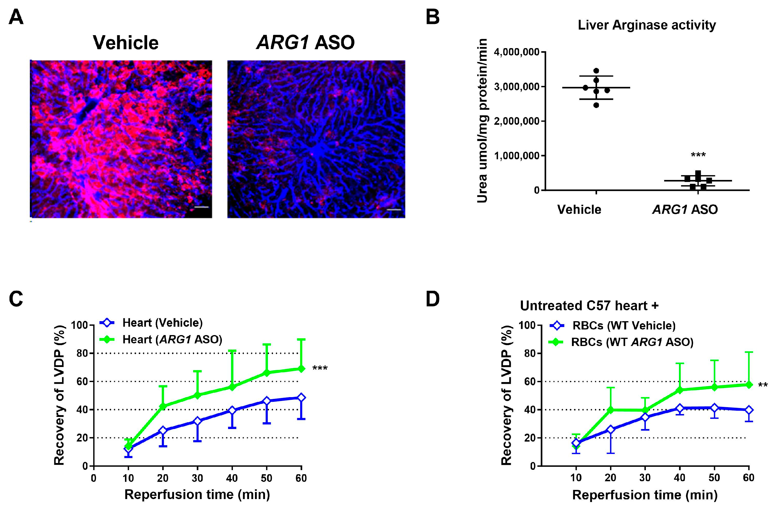 Targeting Arginase 1 but Not Arginase 2 Protects from Myocardial ...
