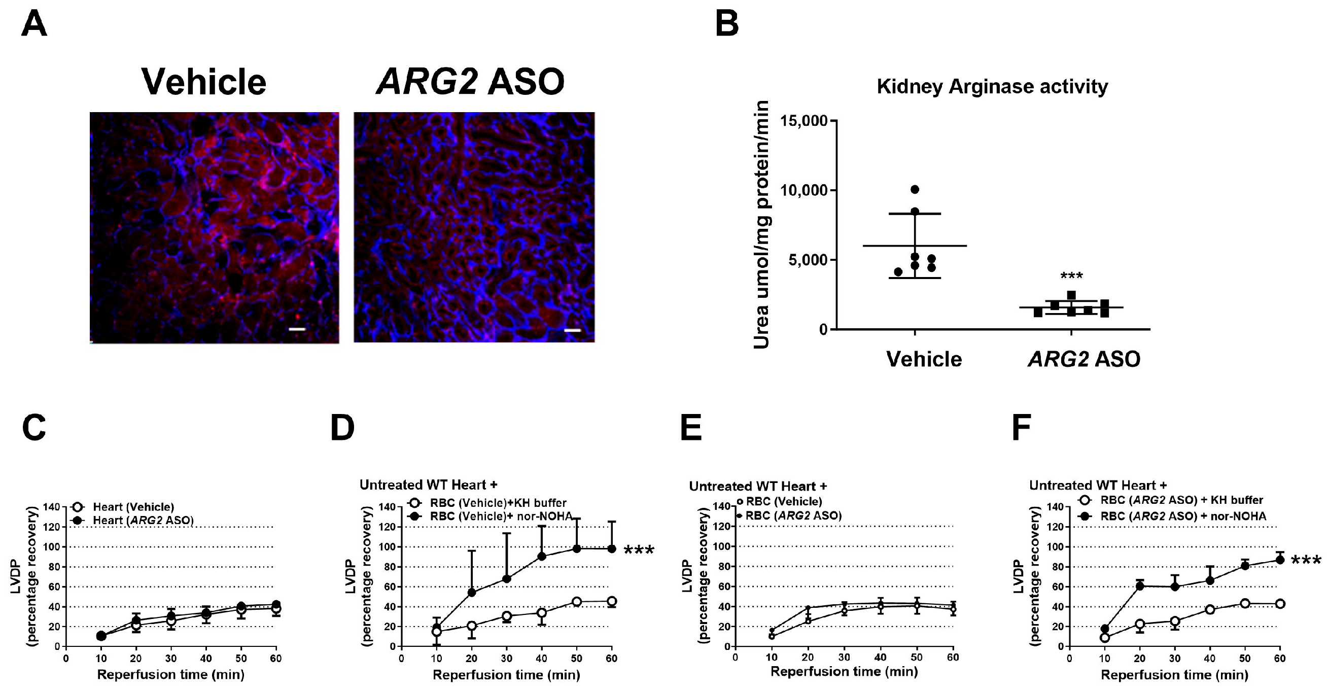 Targeting Arginase 1 but Not Arginase 2 Protects from Myocardial ...