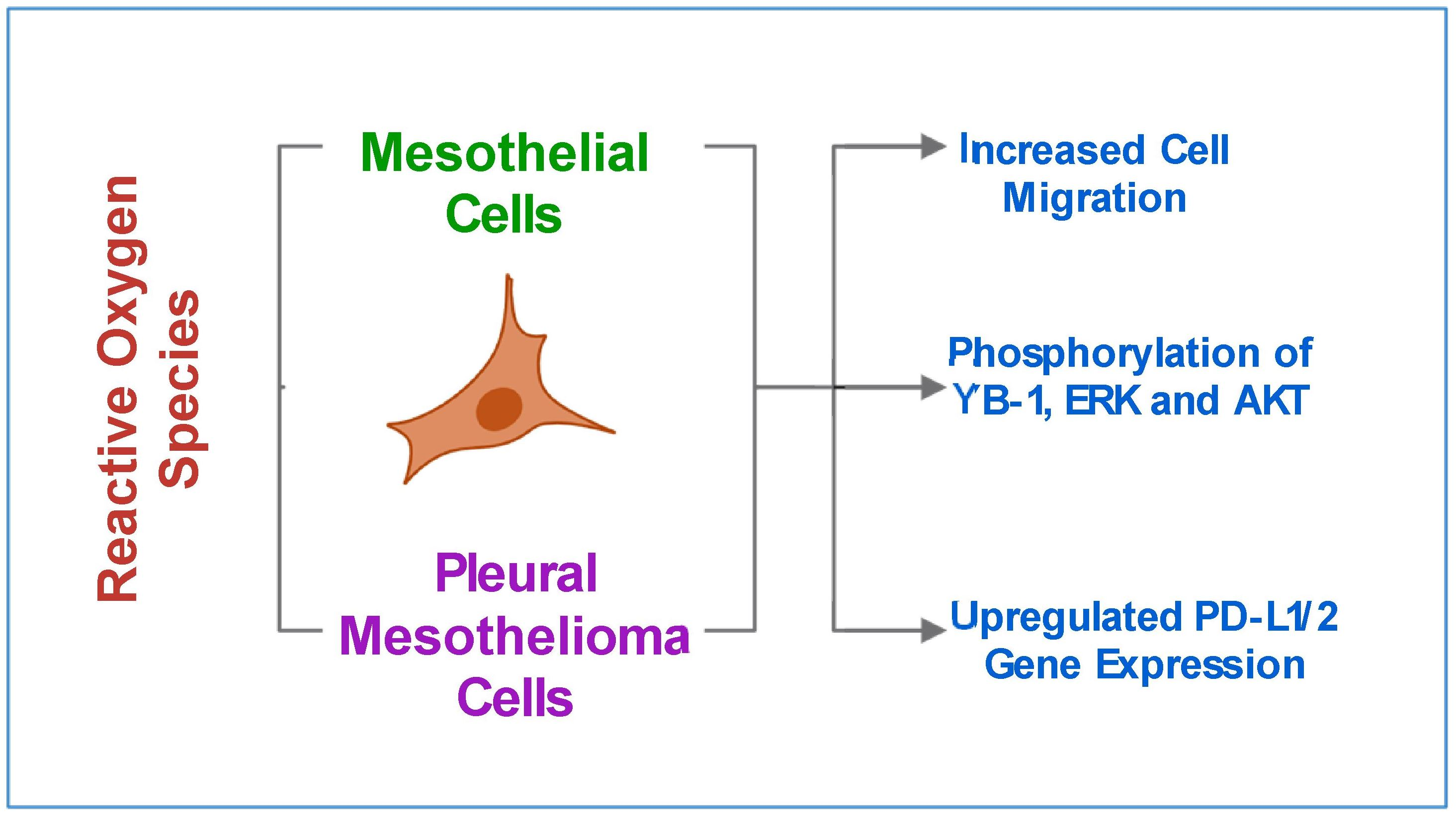 Reactive Oxygen Species Drive Cell Migration and PD-L1 Expression via ...