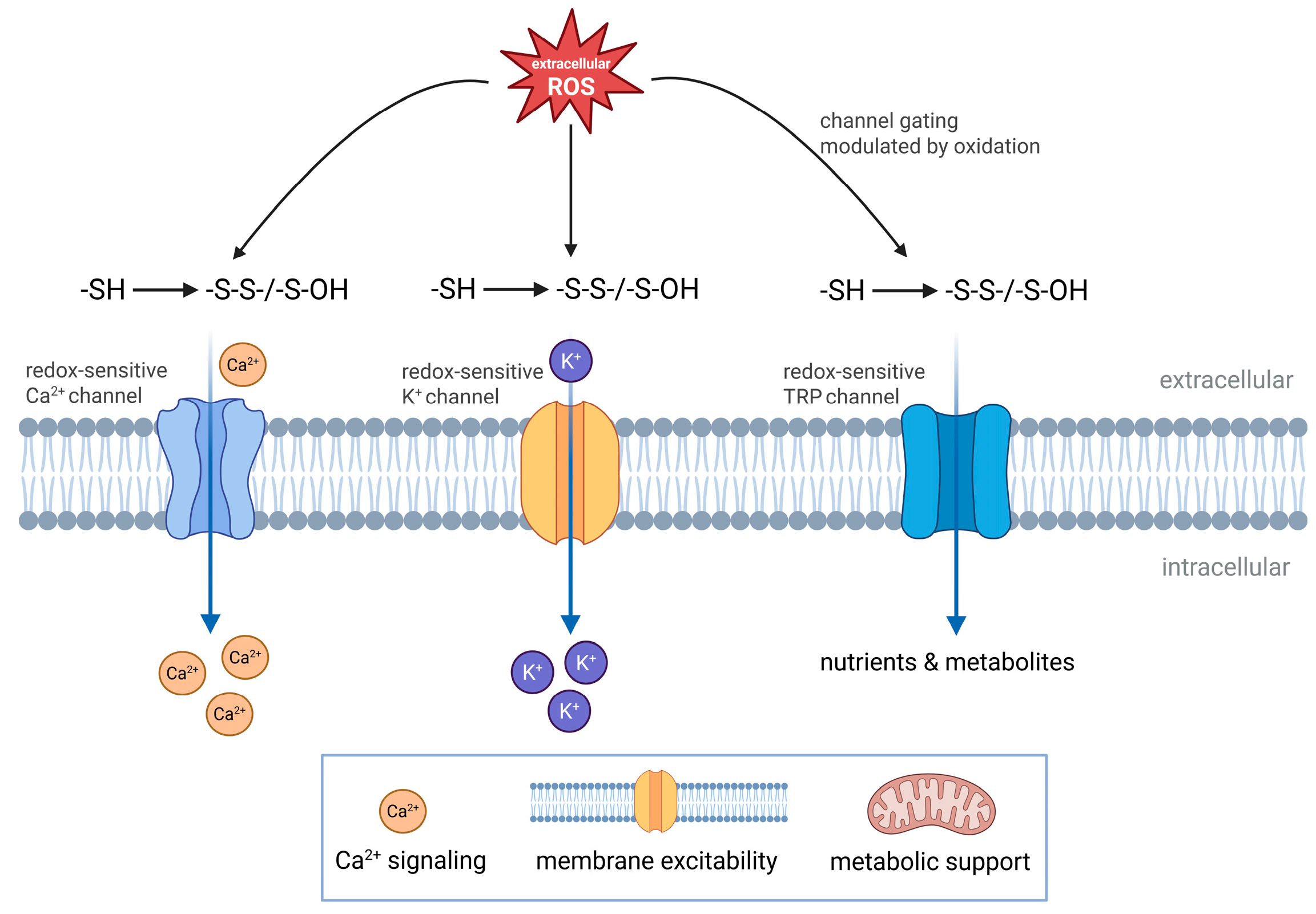 Extracellular Redox Balance as a Determinant of Immune Regulation and ...