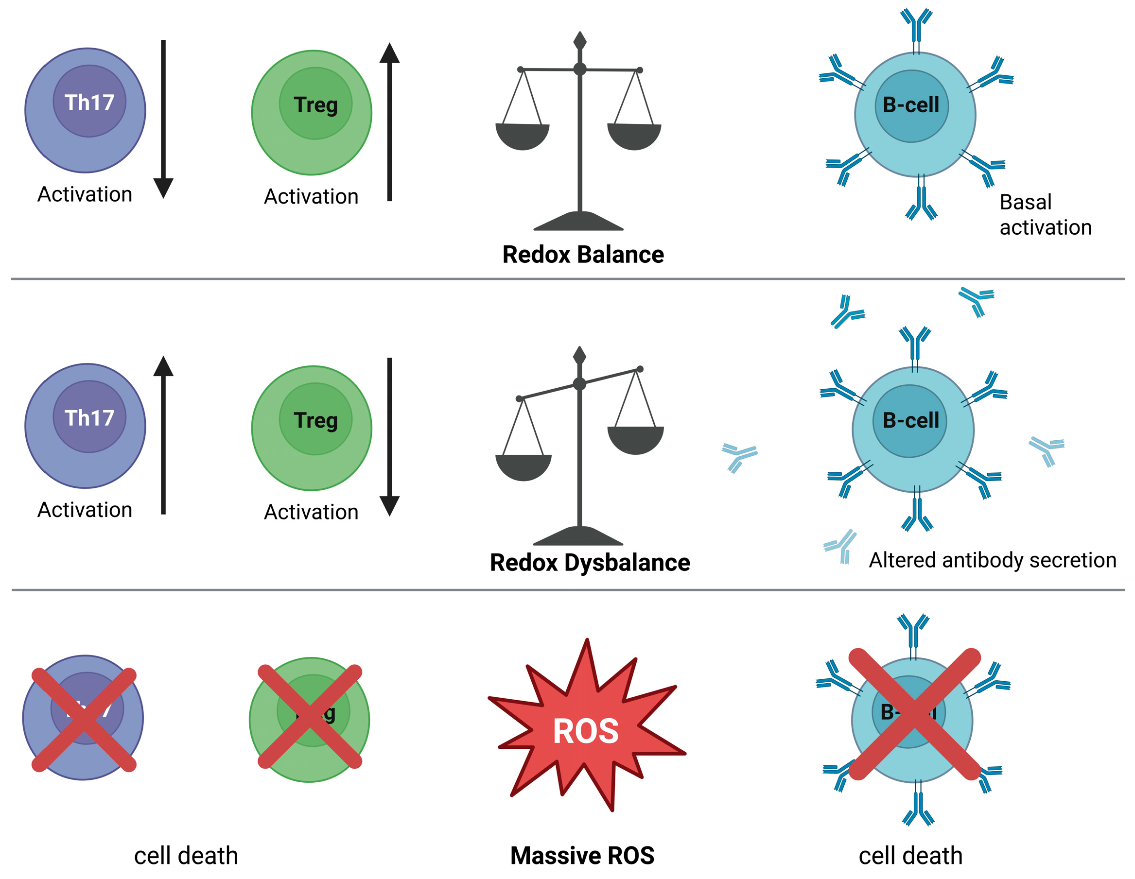 Extracellular Redox Balance as a Determinant of Immune Regulation and ...