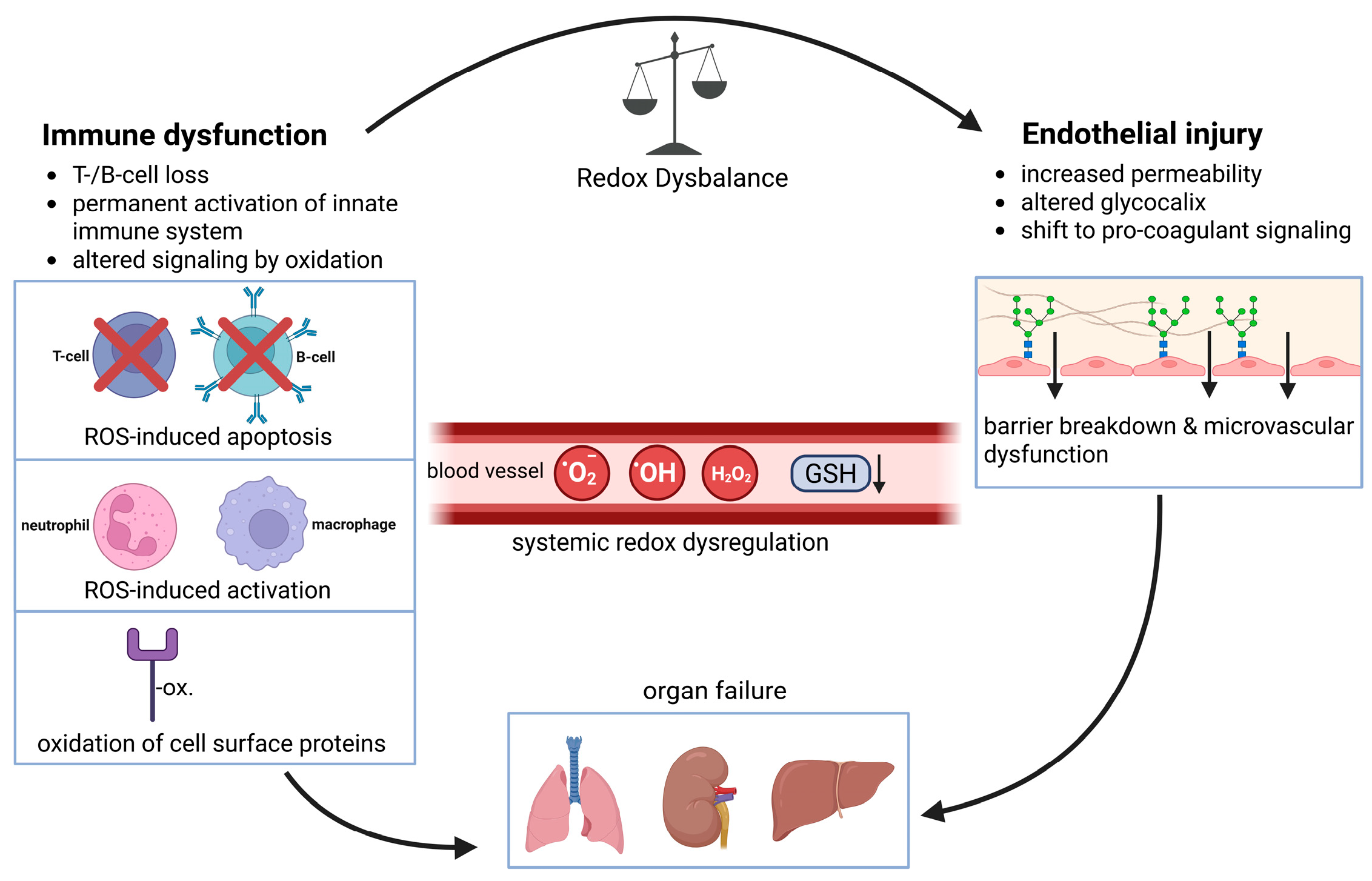 Extracellular Redox Balance as a Determinant of Immune Regulation and ...
