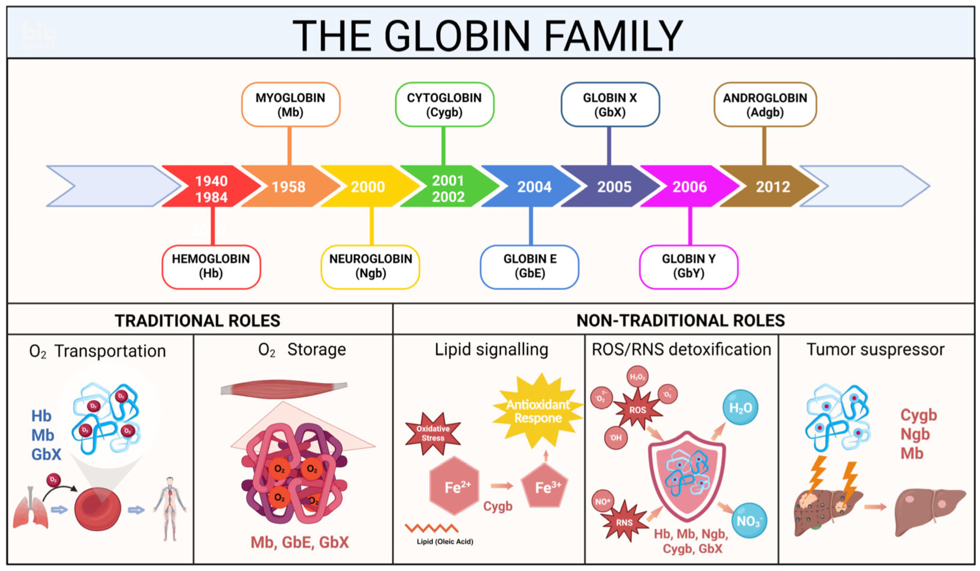 Therapeutic Potential of Cytoglobin and Neuroglobin in Oxidative Stress ...