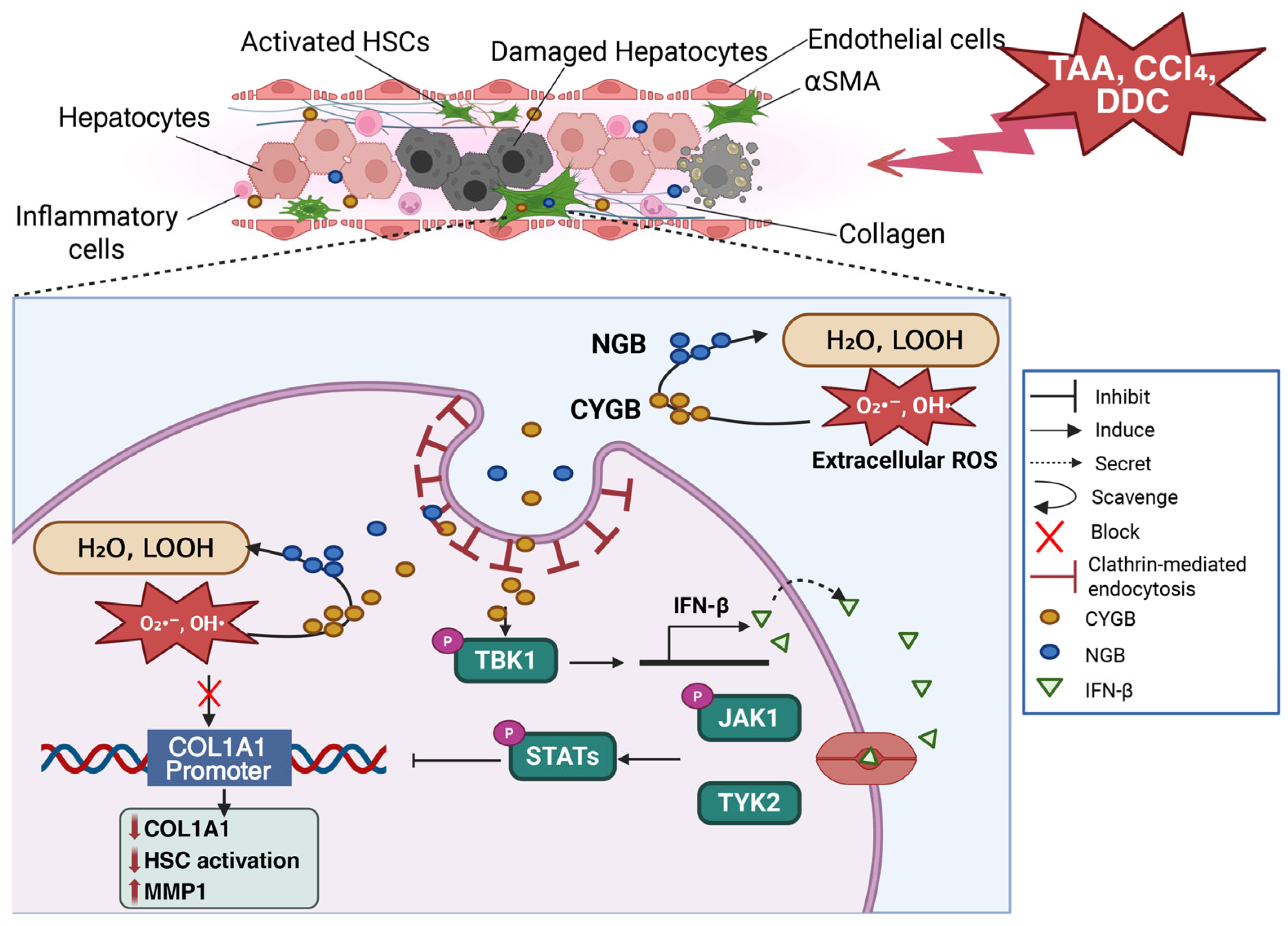 Therapeutic Potential of Cytoglobin and Neuroglobin in Oxidative Stress ...