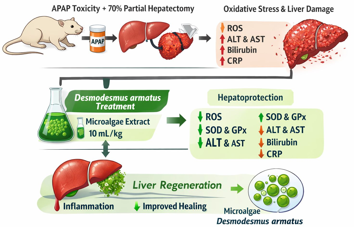 Oxidative Stress and Antioxidant Defense During Liver Regeneration ...