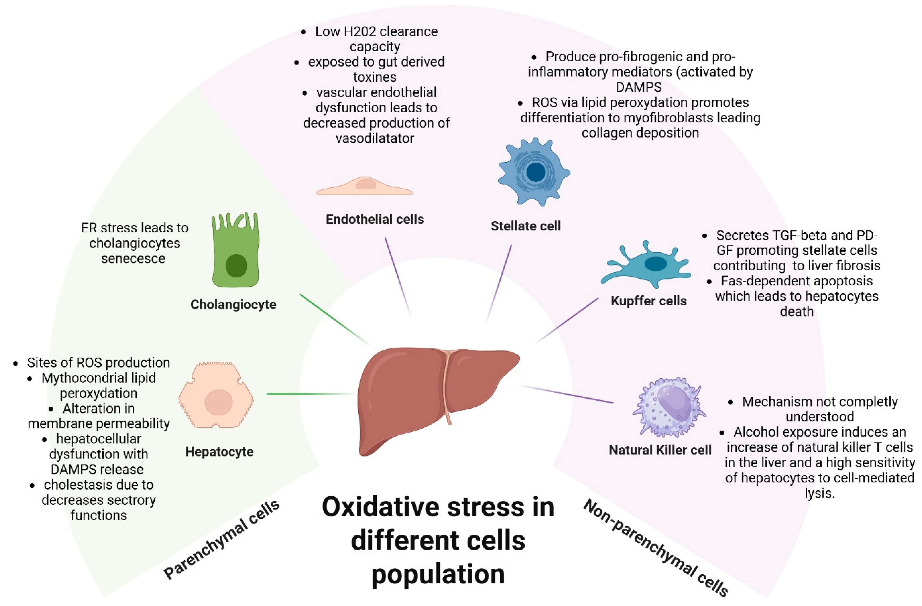 Oxidative Stress and Alcohol-Related Hepatitis: A Role for Future Therapies