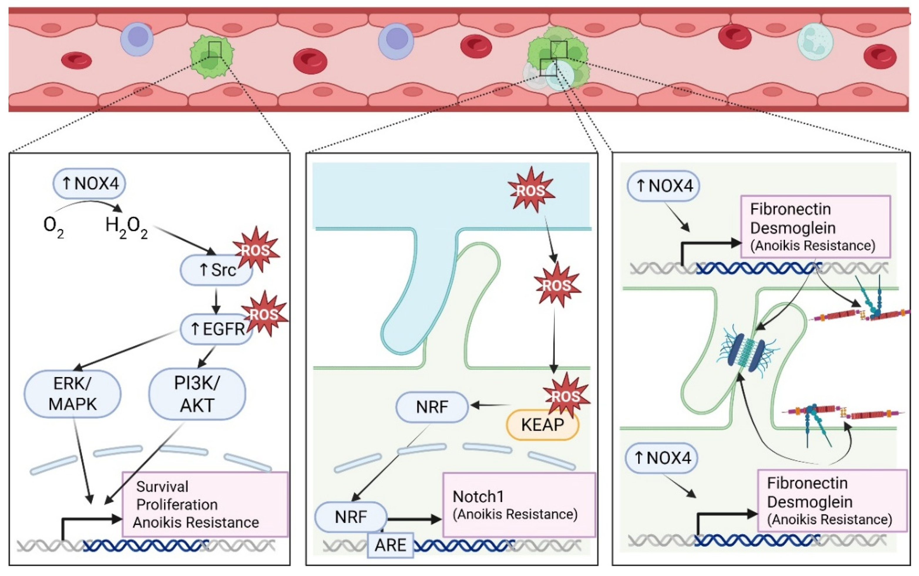 structural insights for enhanced ros detoxification of... The Pro-Metastatic Roles of ROS