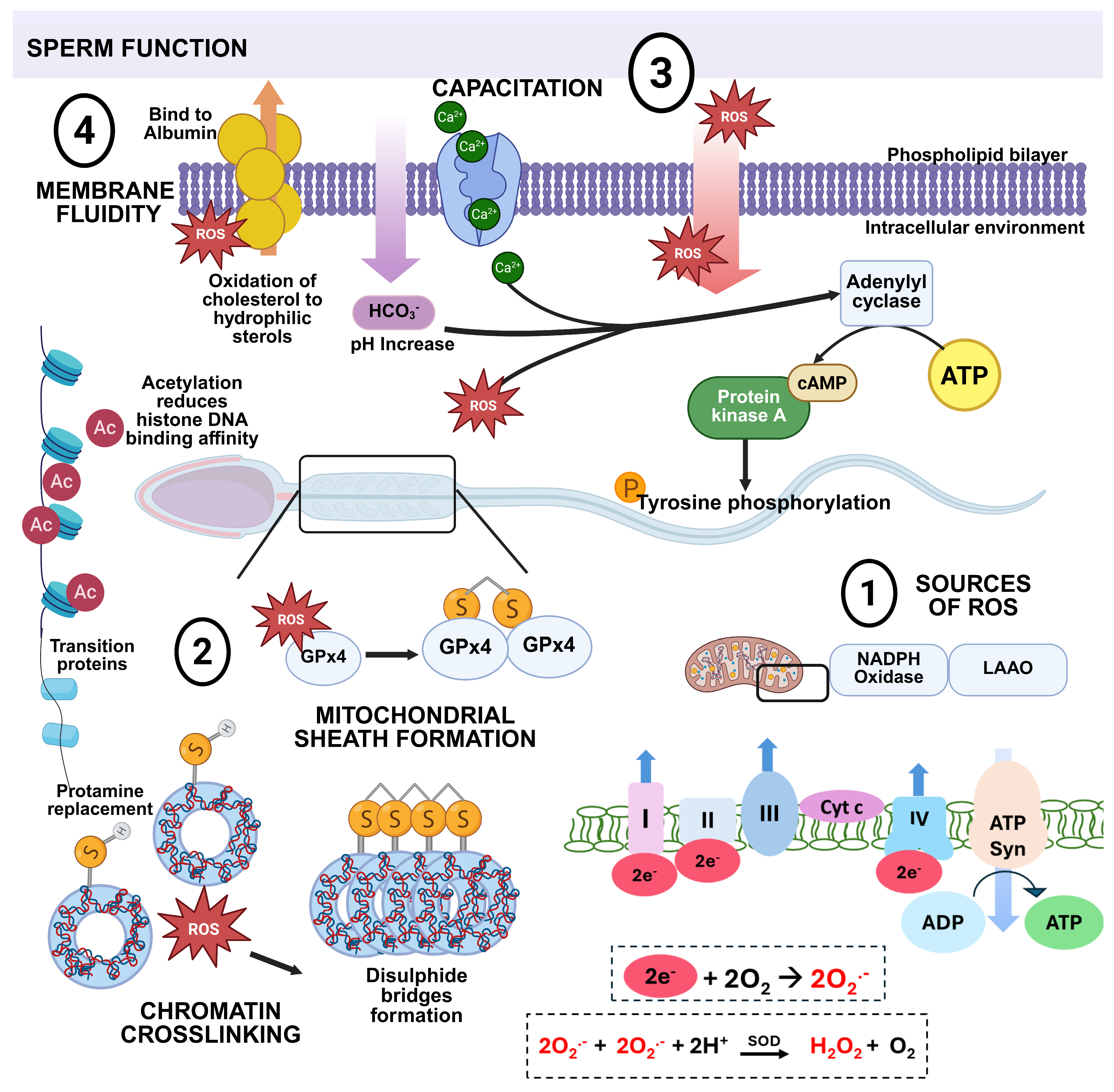 The Positive Roles for Reactive Oxygen Species in Human Reproduction ...