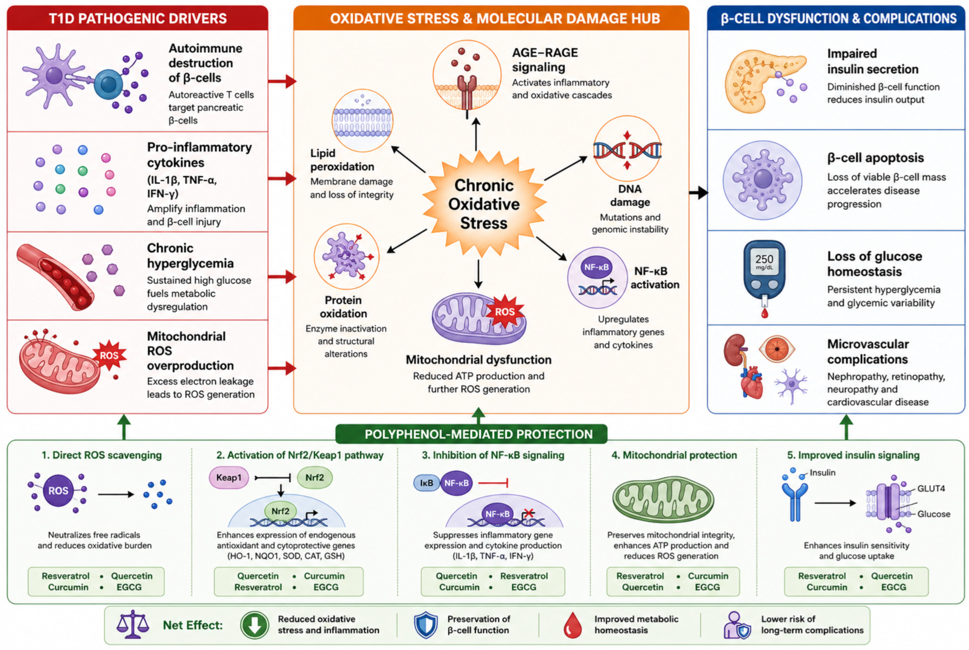 Polyphenol-Mediated Modulation of Oxidative Stress Pathways in Type 1 ...