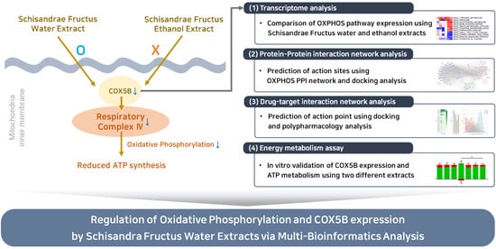 Multi-Bioinformatics Approach Reveals COX5B-Mediated Modulation of Oxidative Phosphorylation and ROS Levels by Water and Ethanol Extracts of Schisandrae Fructus in SW1783 Cells