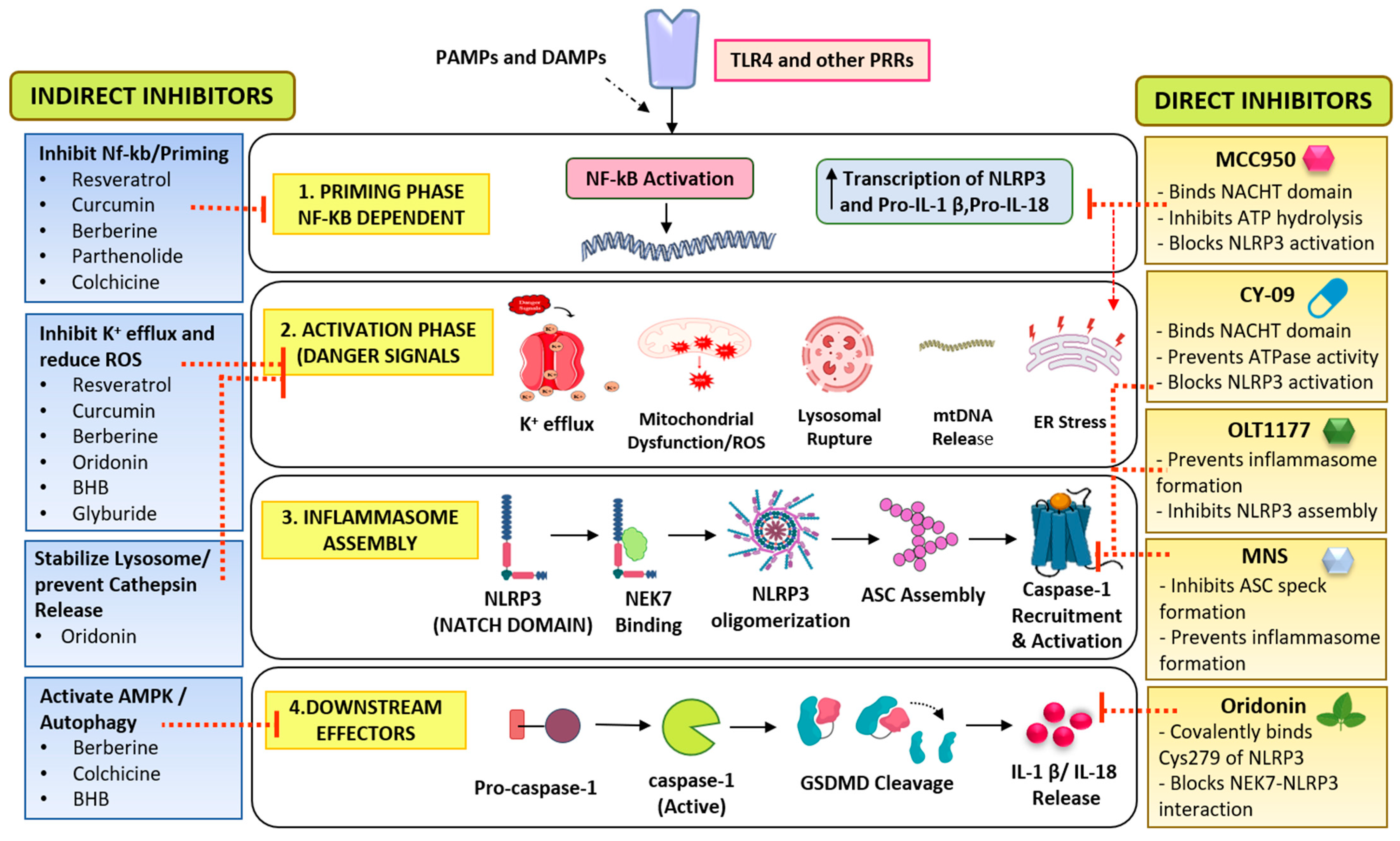 Role of NLRP3 Inflammasome Inhibitors in Endothelial Dysfunction and ...