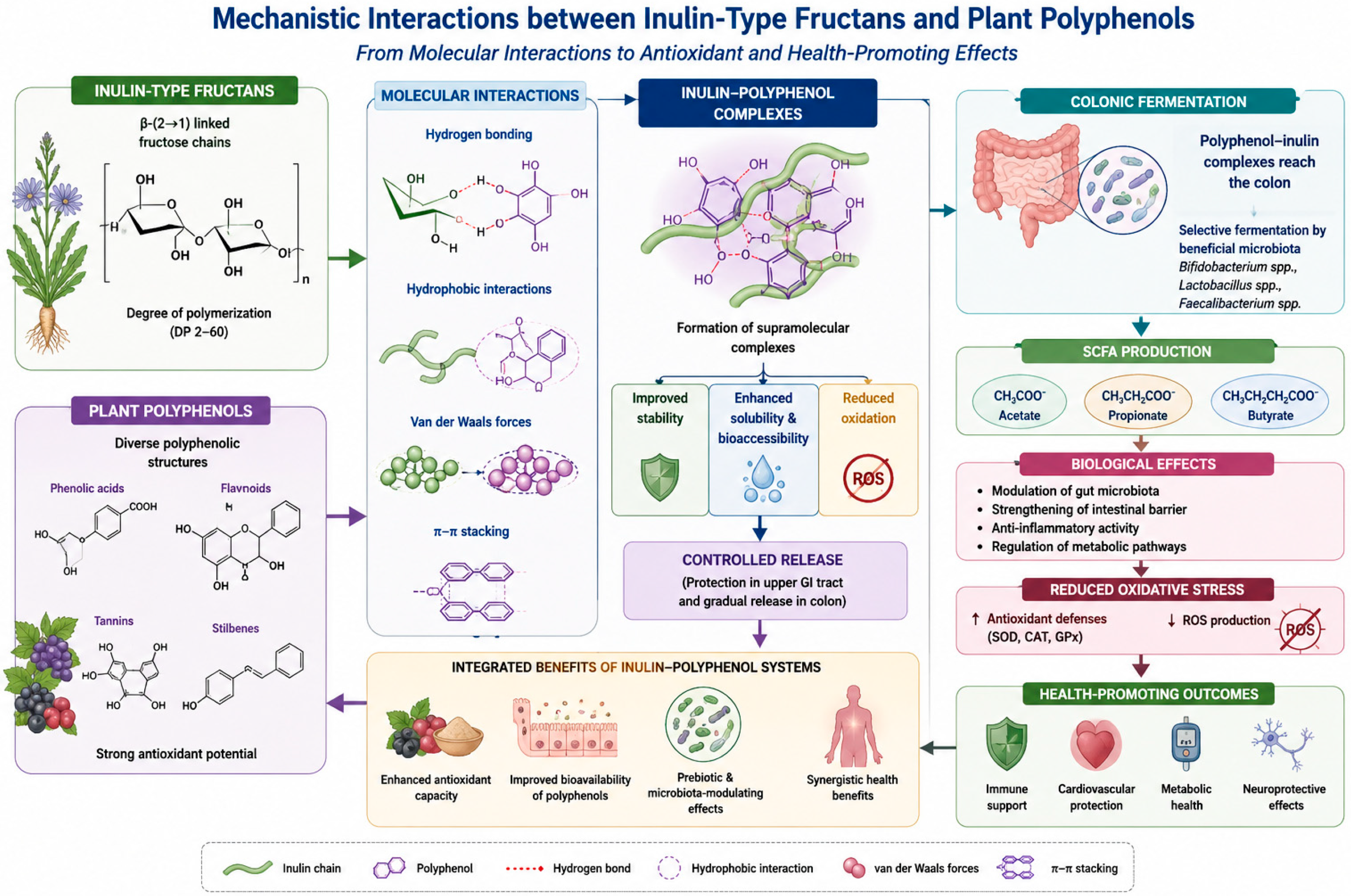 Fructanas Synergistic Interactions Between Inulin-Type Fructans and Plant ...