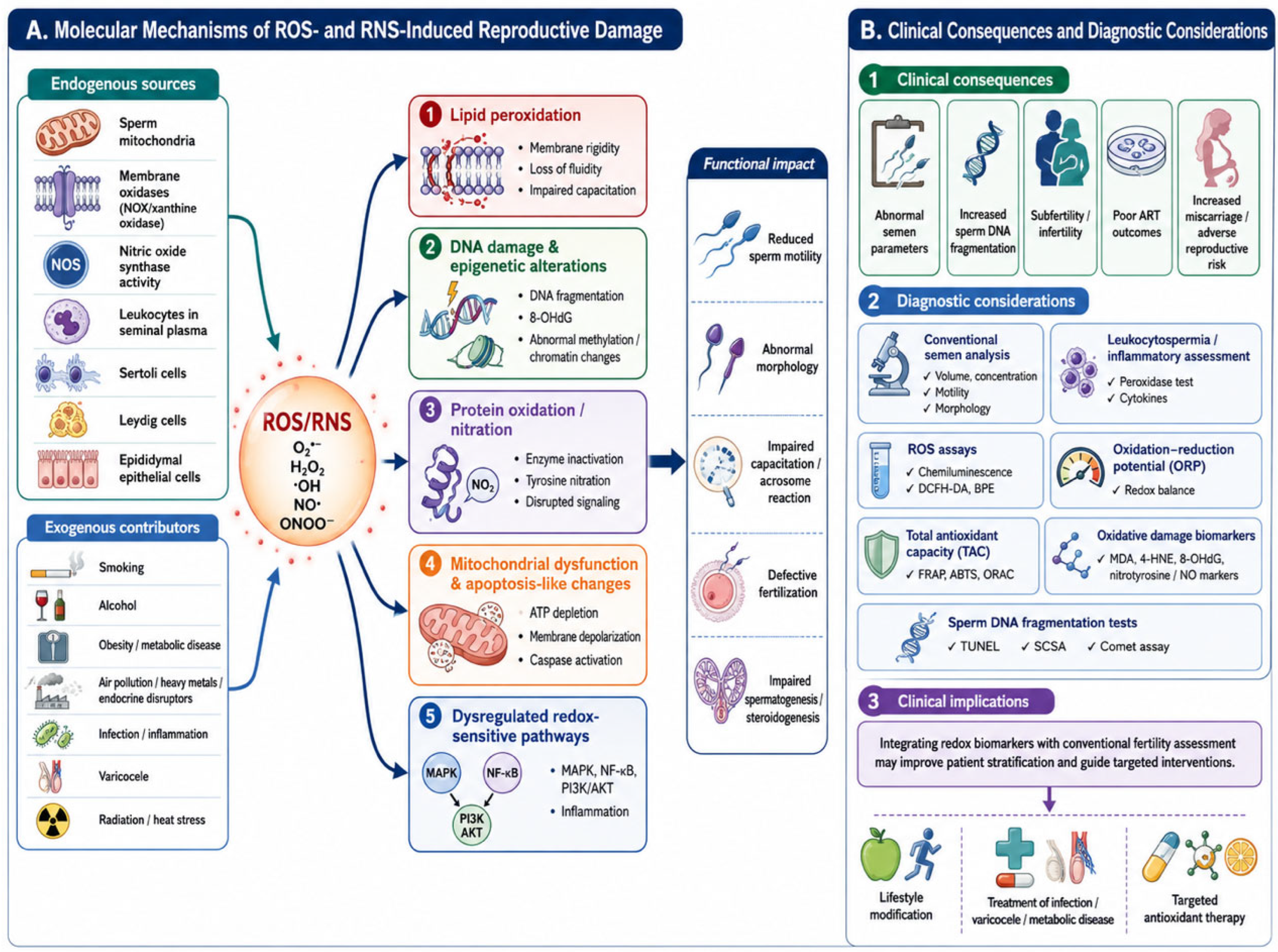 Reactive Oxygen and Nitrogen Species in Male Reproductive Health: From ...