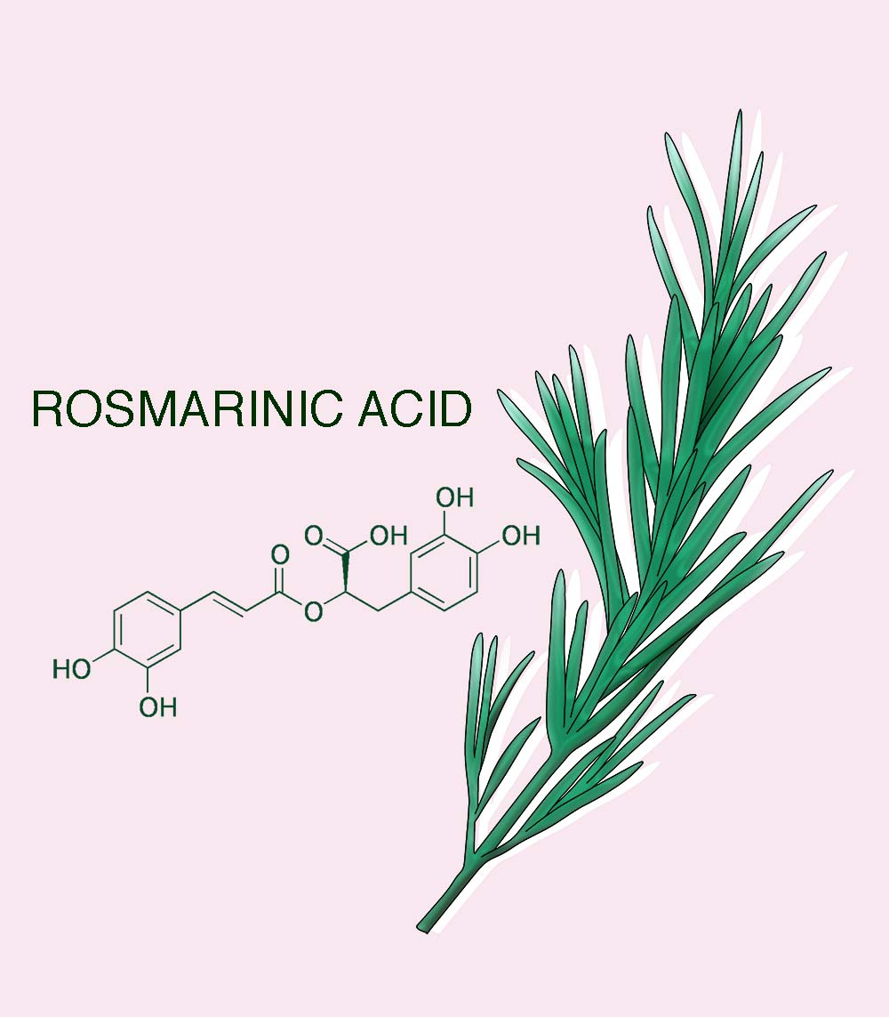 Rosmarinic acid Powder Rosmarinic acid Powder