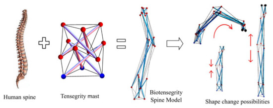 Form-Finding of Spine Inspired Biotensegrity Model