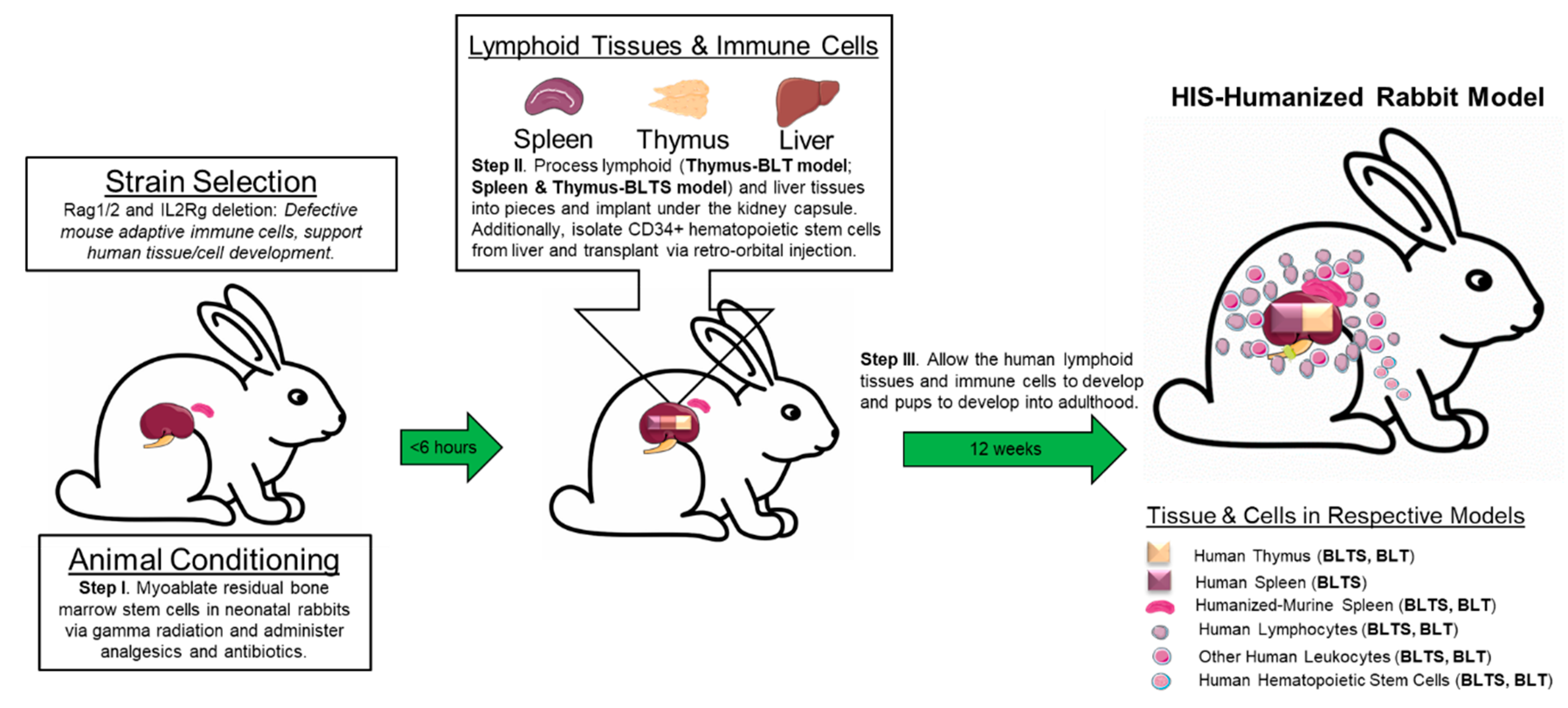 Applied Sciences | Free Full-Text | Immunodeficient Rabbit Models: History,  Current Status and Future Perspectives