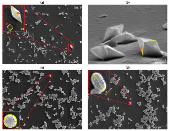 Applied Sciences | Free Full-Text | Morphological Study Of Bacillus ...