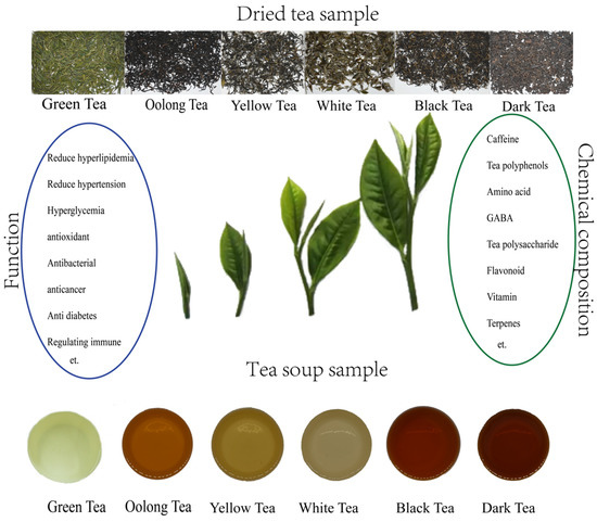 Study on the Accumulation Mechanism of Amino Acids during Bruising and  Withering Treatment of Oolong Tea