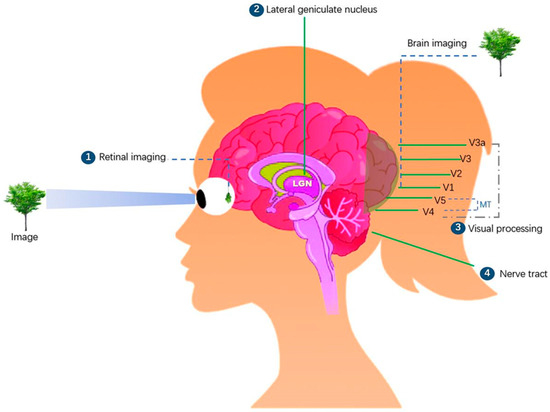 Human Benchmark Brain Test Online Challenge Game Free - Microsoft