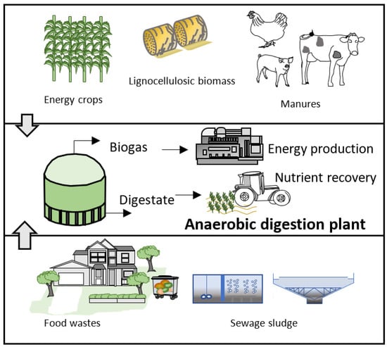 How organic overloads affect the anaerobic digesters microbiome