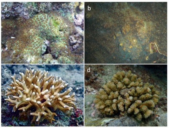 Correction: Lin et al. Study on the Development and Growth of Coral ...