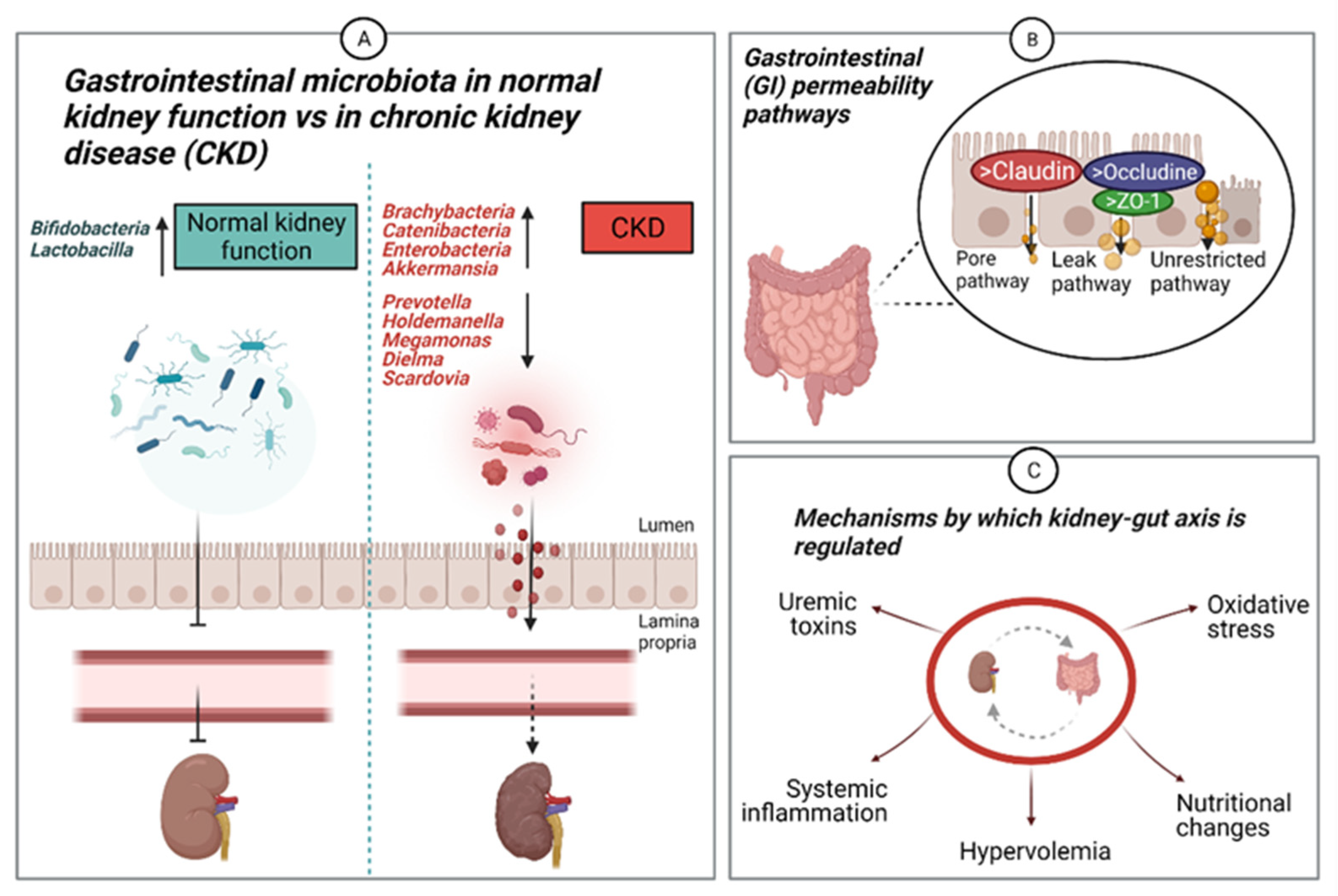 applied-sciences-free-full-text-the-gastrointestinal-microbiota-as