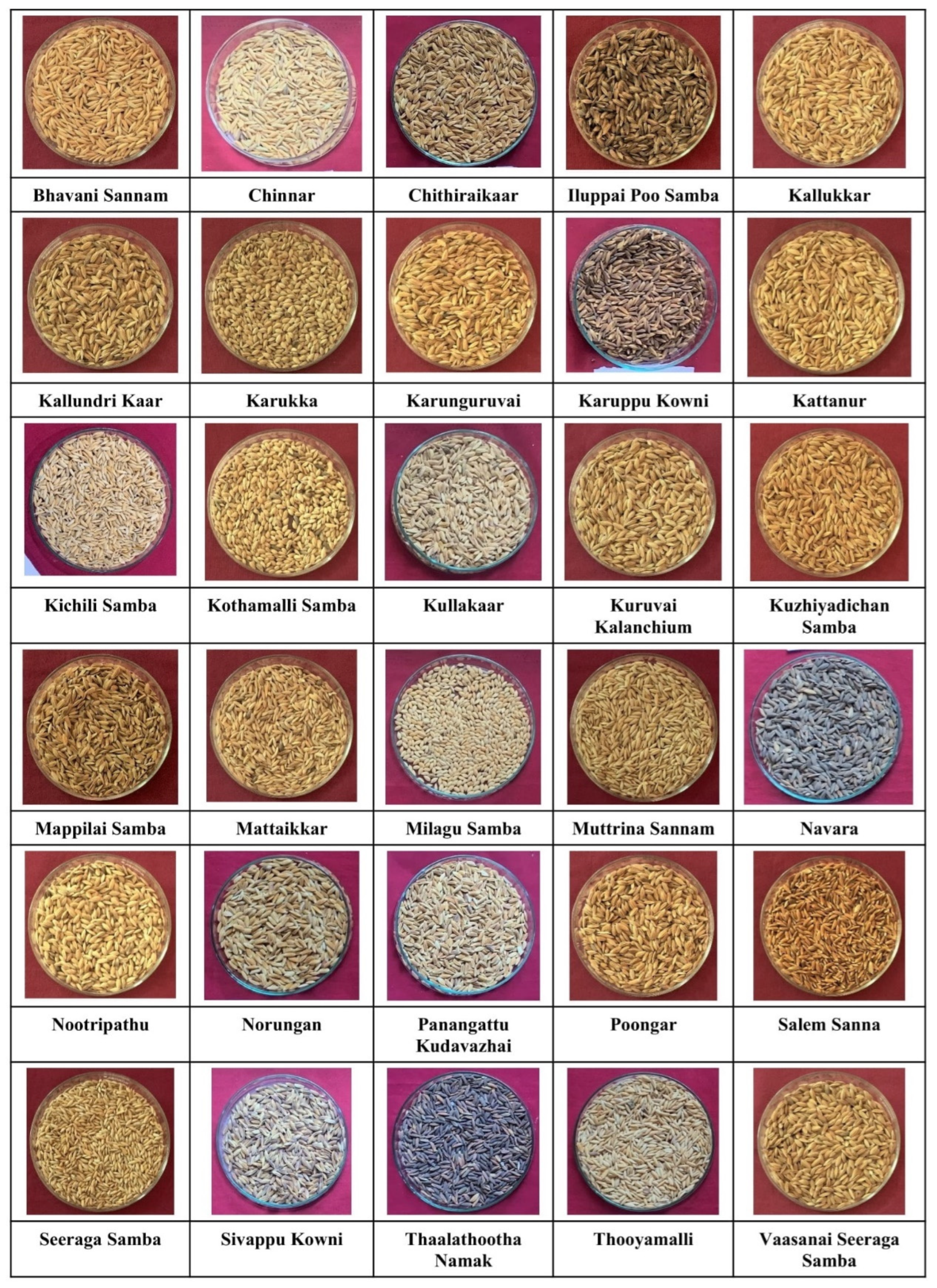 Traditional Rice Varieties - Saveagri.org Saveagri