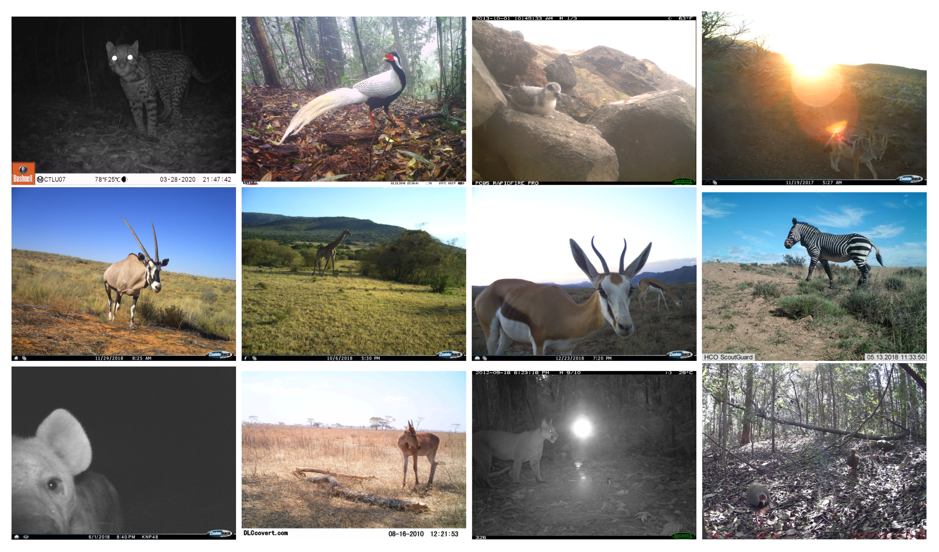 3008px x 1768px - Applied Sciences | Free Full-Text | Long-Tailed Metrics and Object  Detection in Camera Trap Datasets
