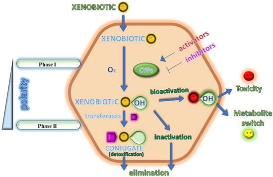 Applied Sciences | Free Full-Text | Impact of Cytochrome P450 Enzymes ...