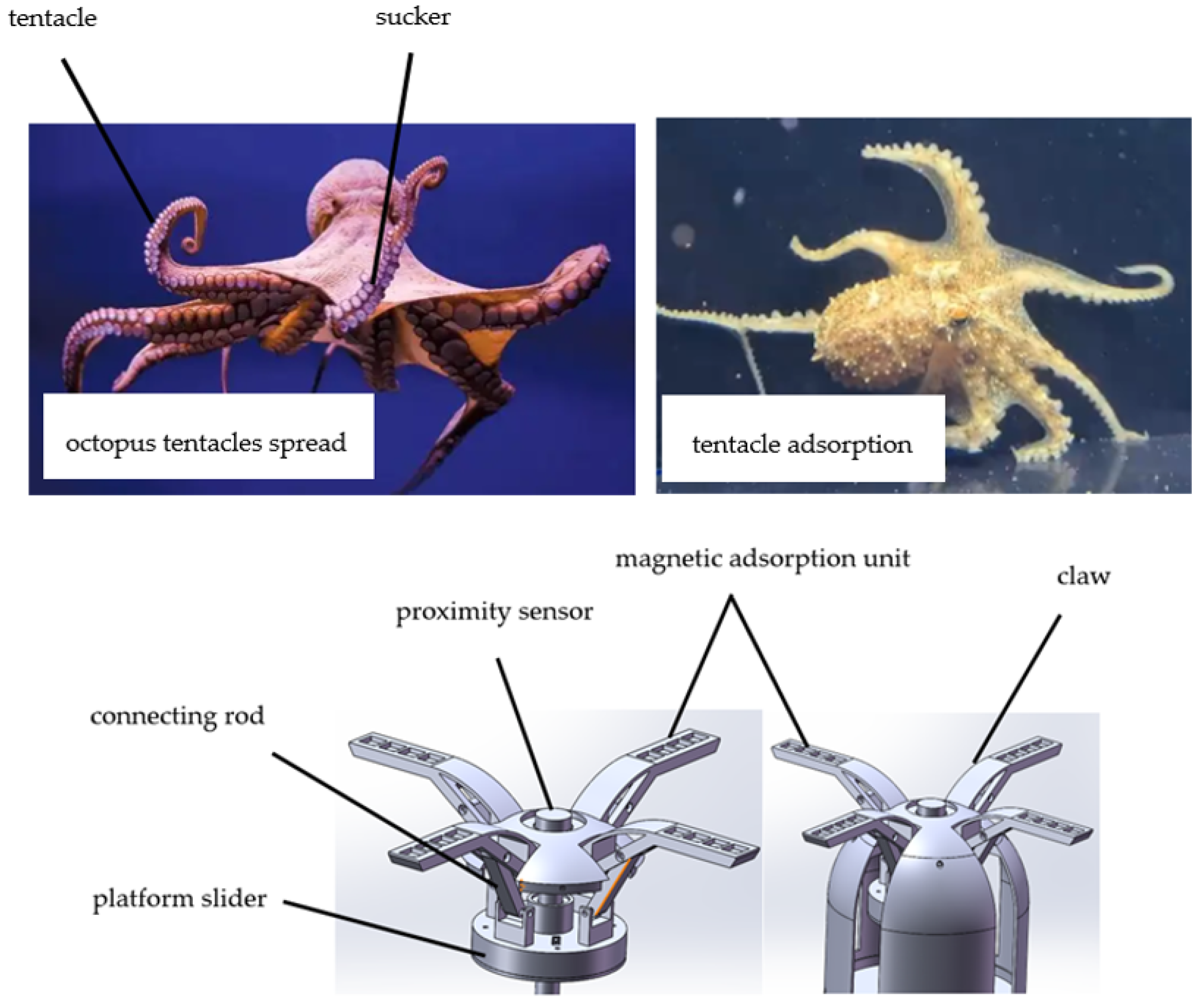 Octopus Predation Inspired Underwater Robot Capable Of Adsorption Octopus Predation Inspired Underwater Robot Capable Of Adsorption