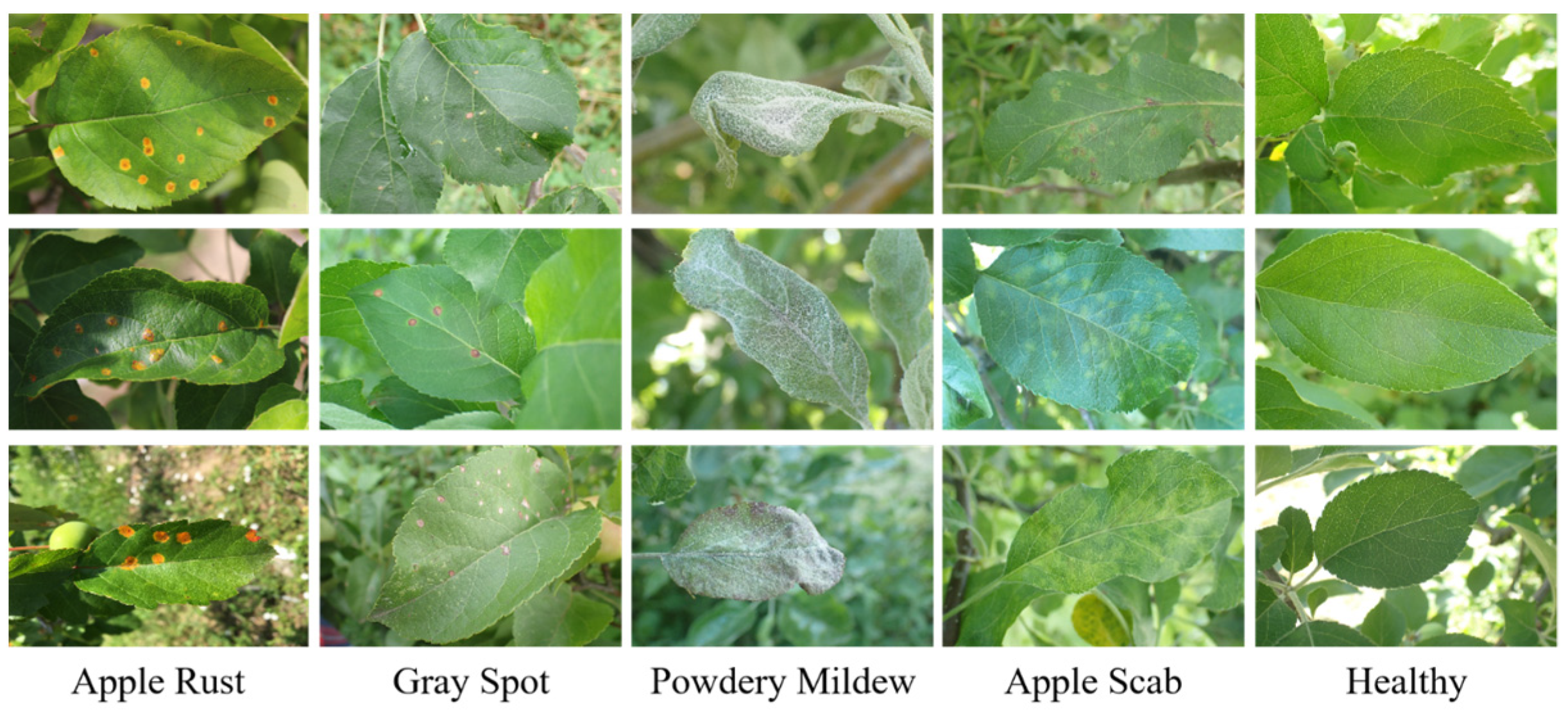 Mobile-CBSD: A Lightweight Apple Leaf Disease Detection Model Based on ...