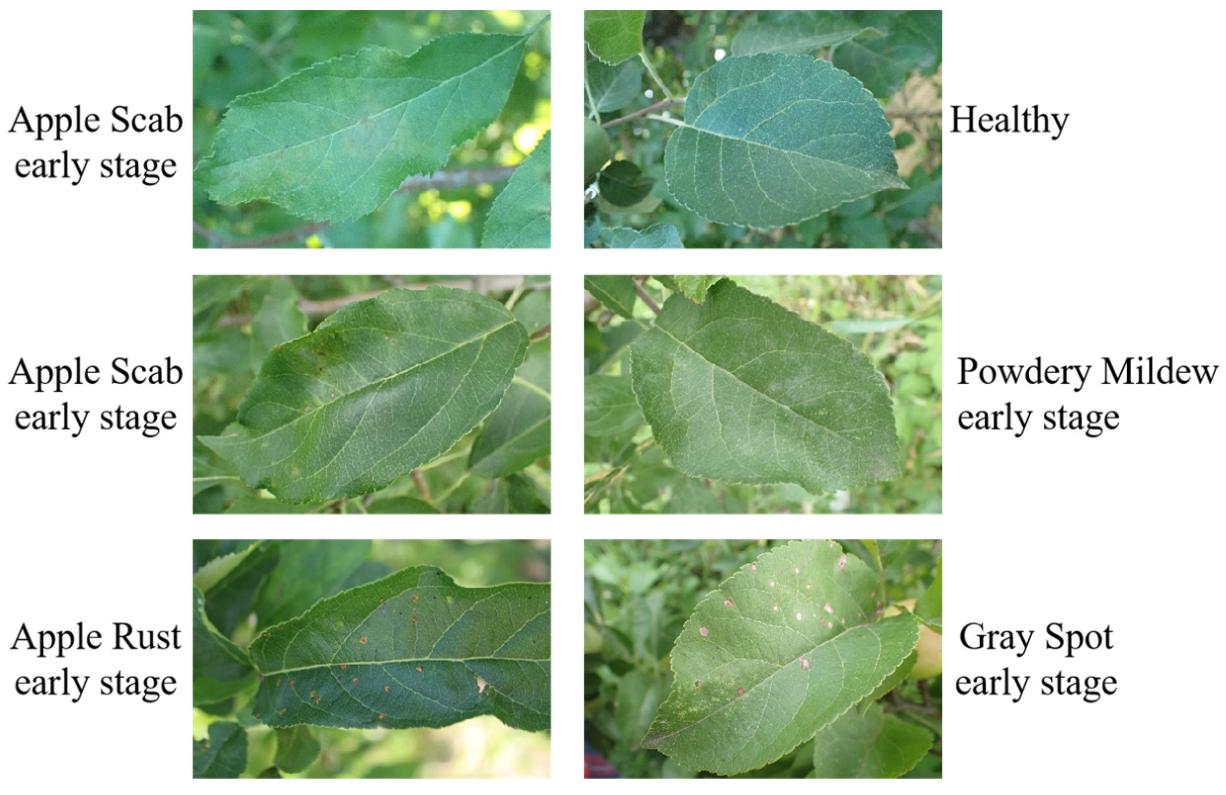 Mobile-CBSD: A Lightweight Apple Leaf Disease Detection Model Based on ...
