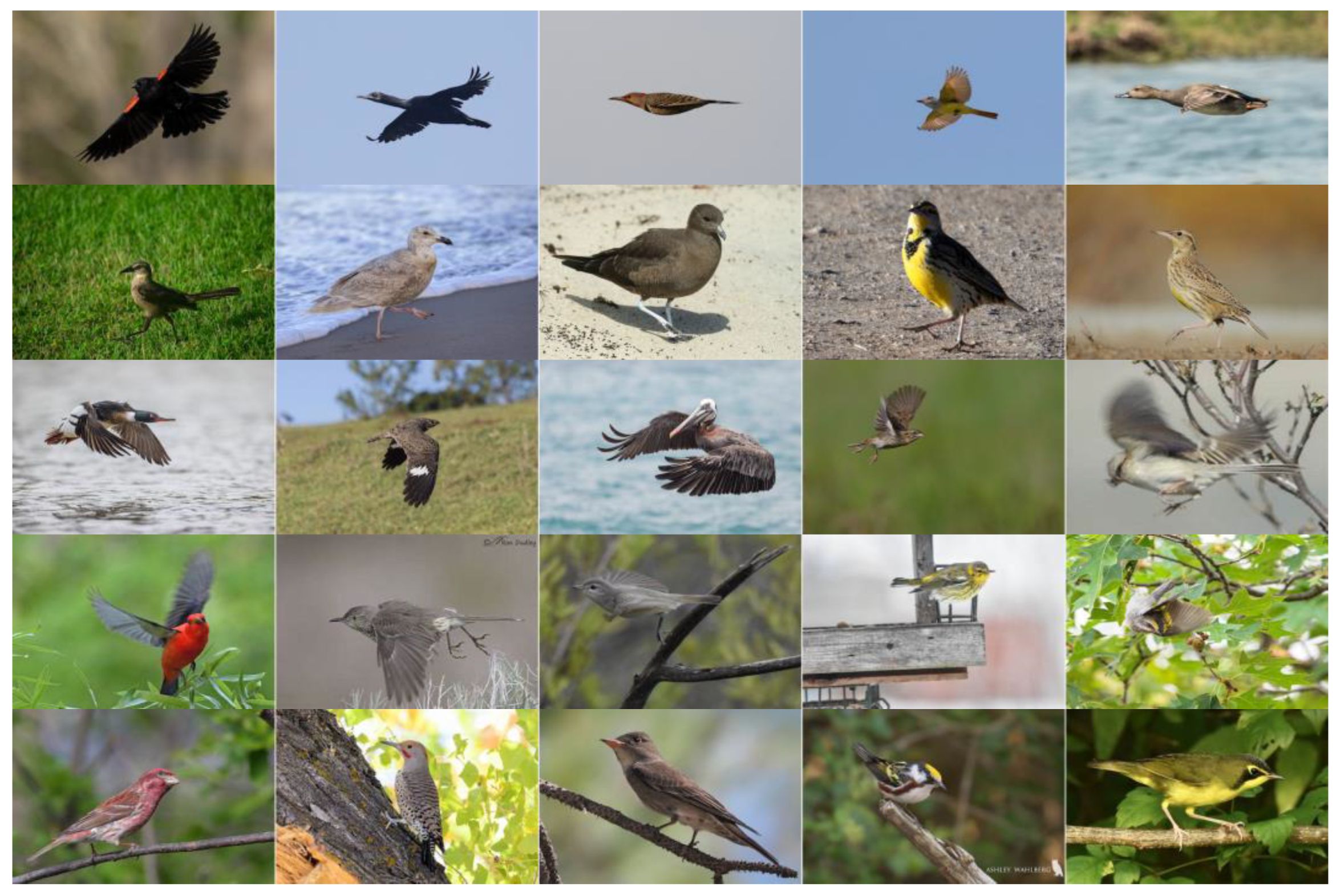 Dual-Task Learning for Fine-Grained Bird Species and Behavior ...