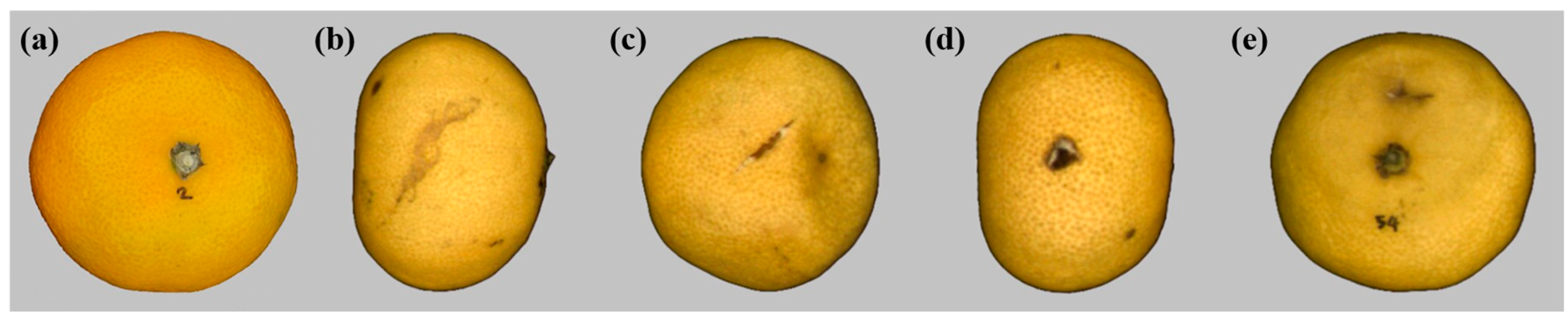 Development of a Nondestructive Classification Model for Citrus Fruit ...