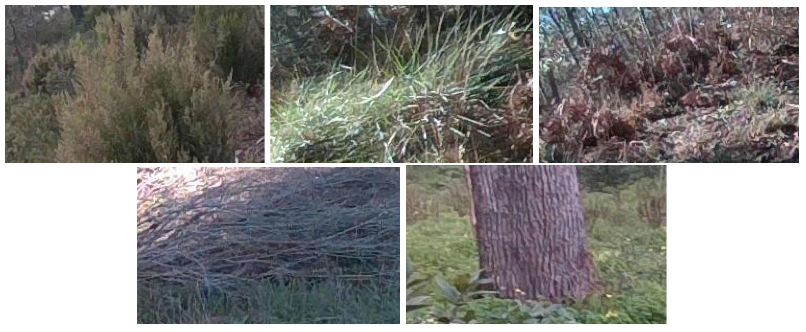 detecting trees with deepforest: a simple tutorial... Forest Vegetation 3D Localization Using Deep Learning Object Detectors
